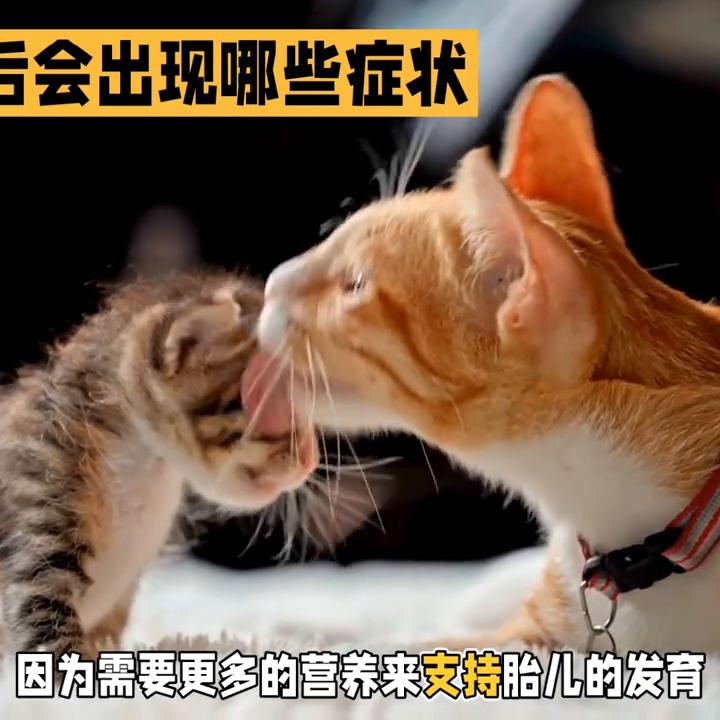 猫咪怀孕有哪几种症状,猫咪怀孕有些什么症状表现