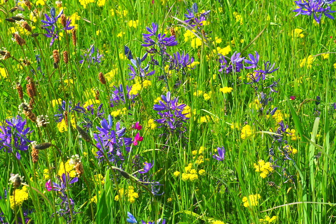 加拿大温哥华岛游记,温哥华维多利亚岛攻略