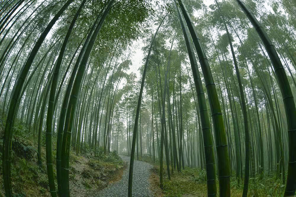 ps如何调出古风竹子,ps竹林教程