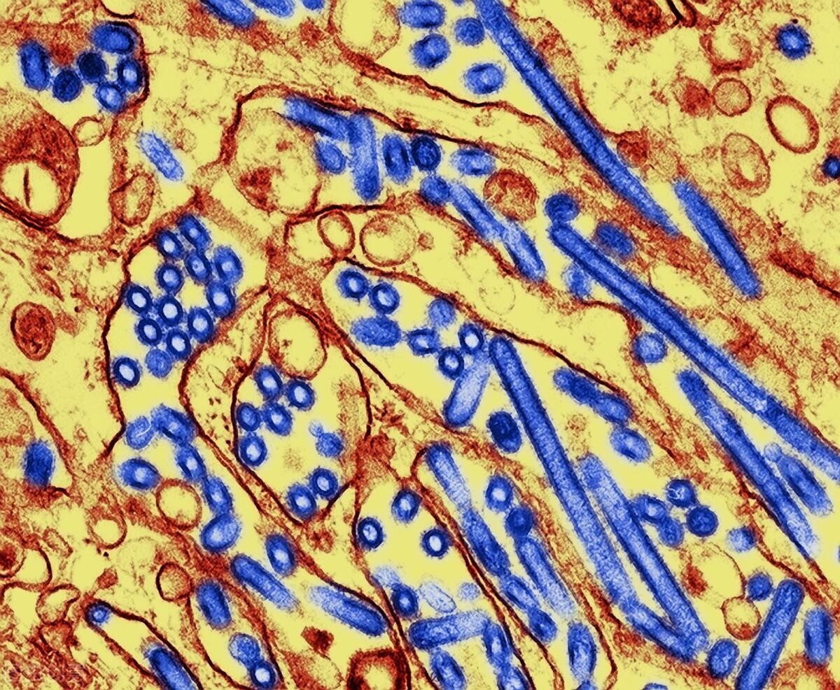电子隧道显微镜原理,电子扫描显微镜原理