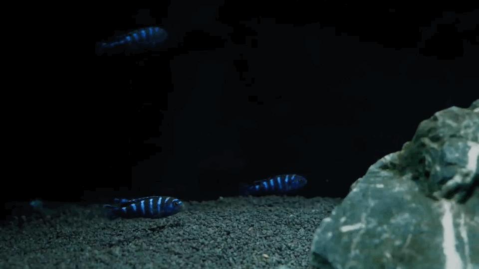 热带观赏鱼图片唯美大全,热带观赏鱼动图