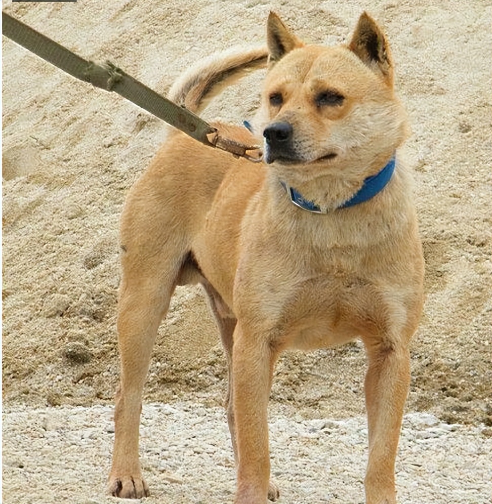 土狗为什么比宠物狗好养,养土狗与养宠物狗有什么区别