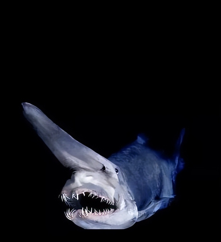 剑吻鲨和哥布林鲨是同类吗,剑吻鲨和深海霸主