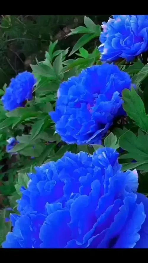 在春暖花开季节遇见浪漫,浪漫总是发生在春暖花开时配音