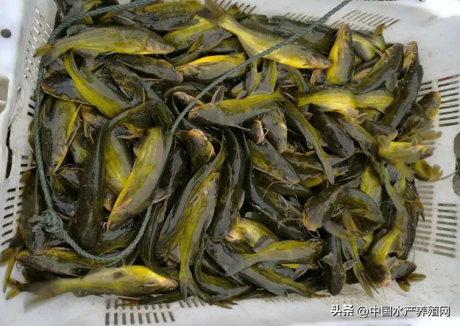 鮰鱼和黑鱼哪个好养殖,养殖黑鱼和鲈鱼哪个好