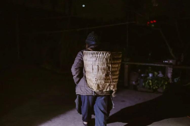 广东老太太捡了一只猫,广东老太上山捡了只小猫