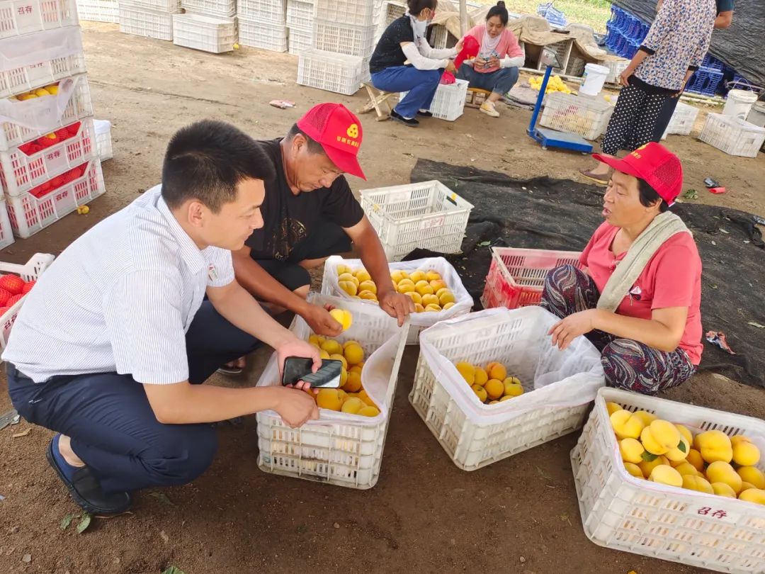 好品山东乡村名品,好品山东蒙阴蜜桃