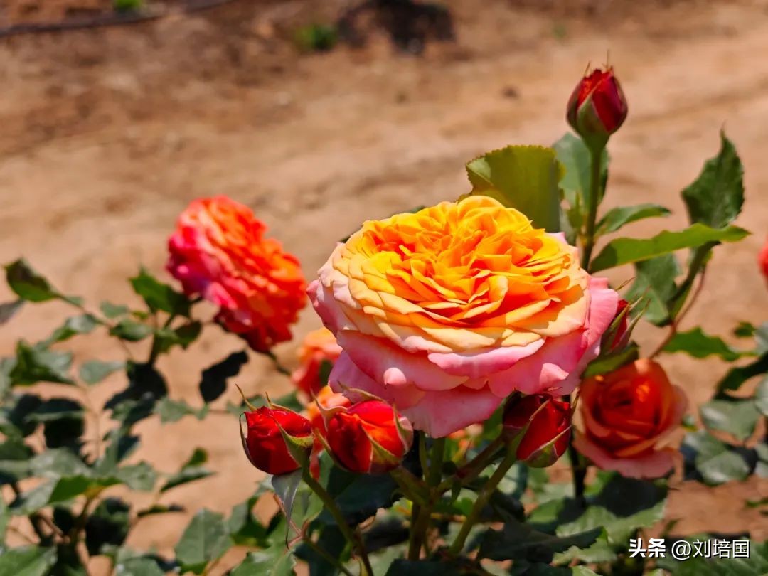 市花月季公园,市花月季