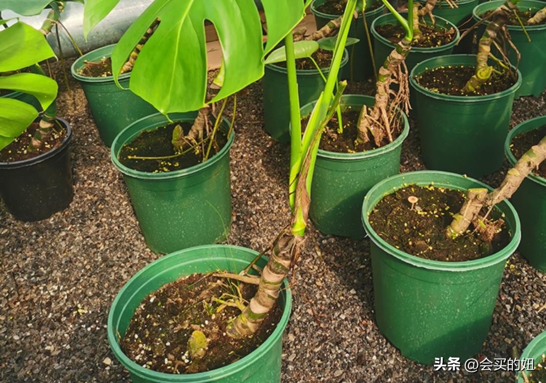 好看的绿植店铺推荐,招财又好养的店铺绿植