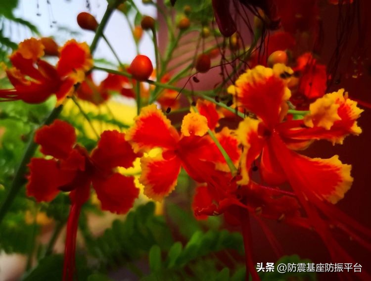 从发芽到开花的乐趣,从种子到果实成熟的感悟