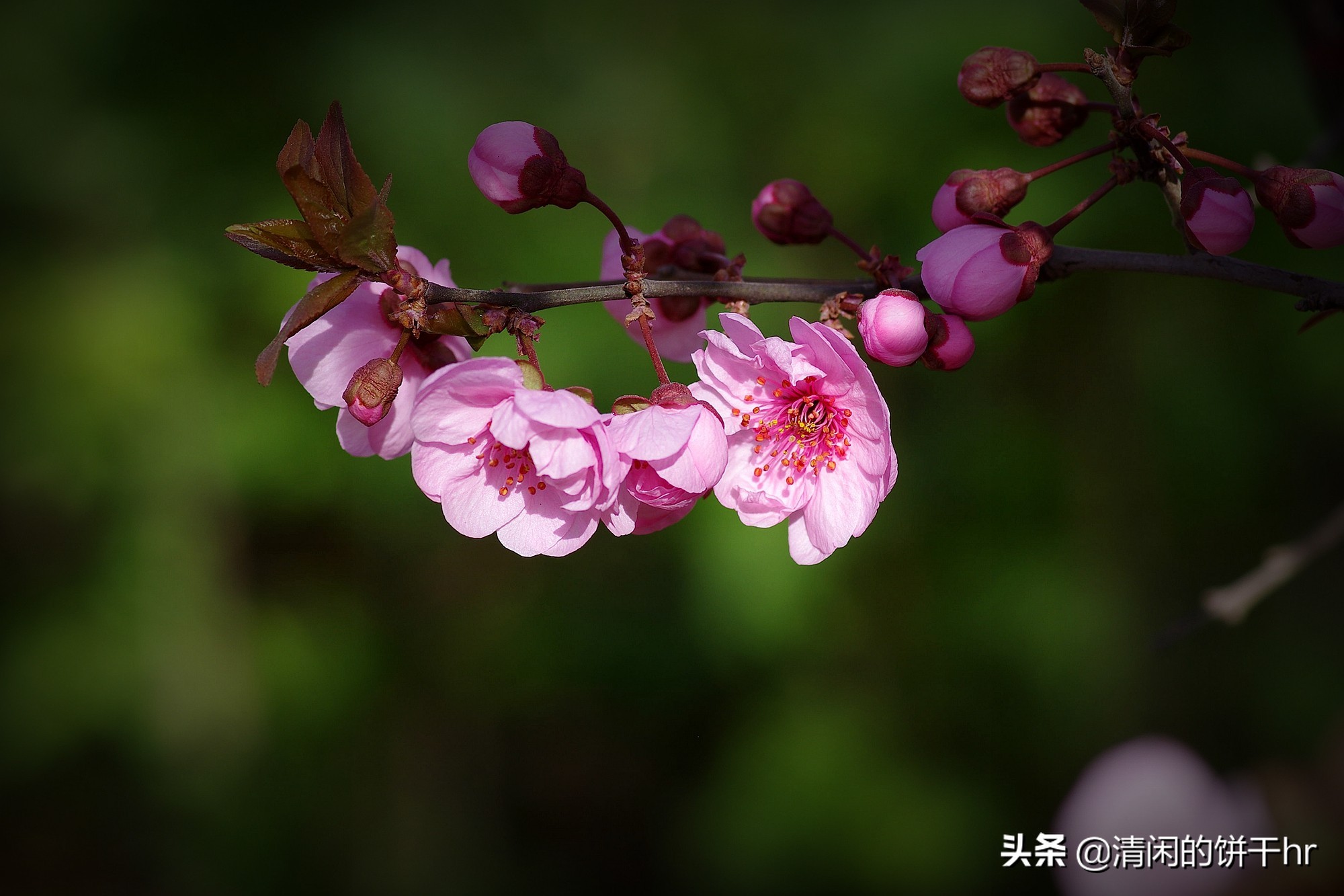 淡雅书香梅花唯美图片,淡雅梅花花卉图片
