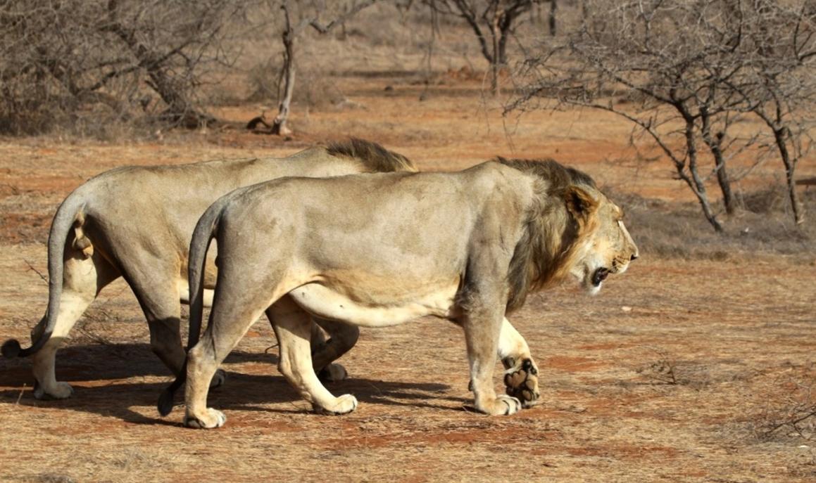 史上最大猫科动物体型排行,最强猫科动物排名狮子