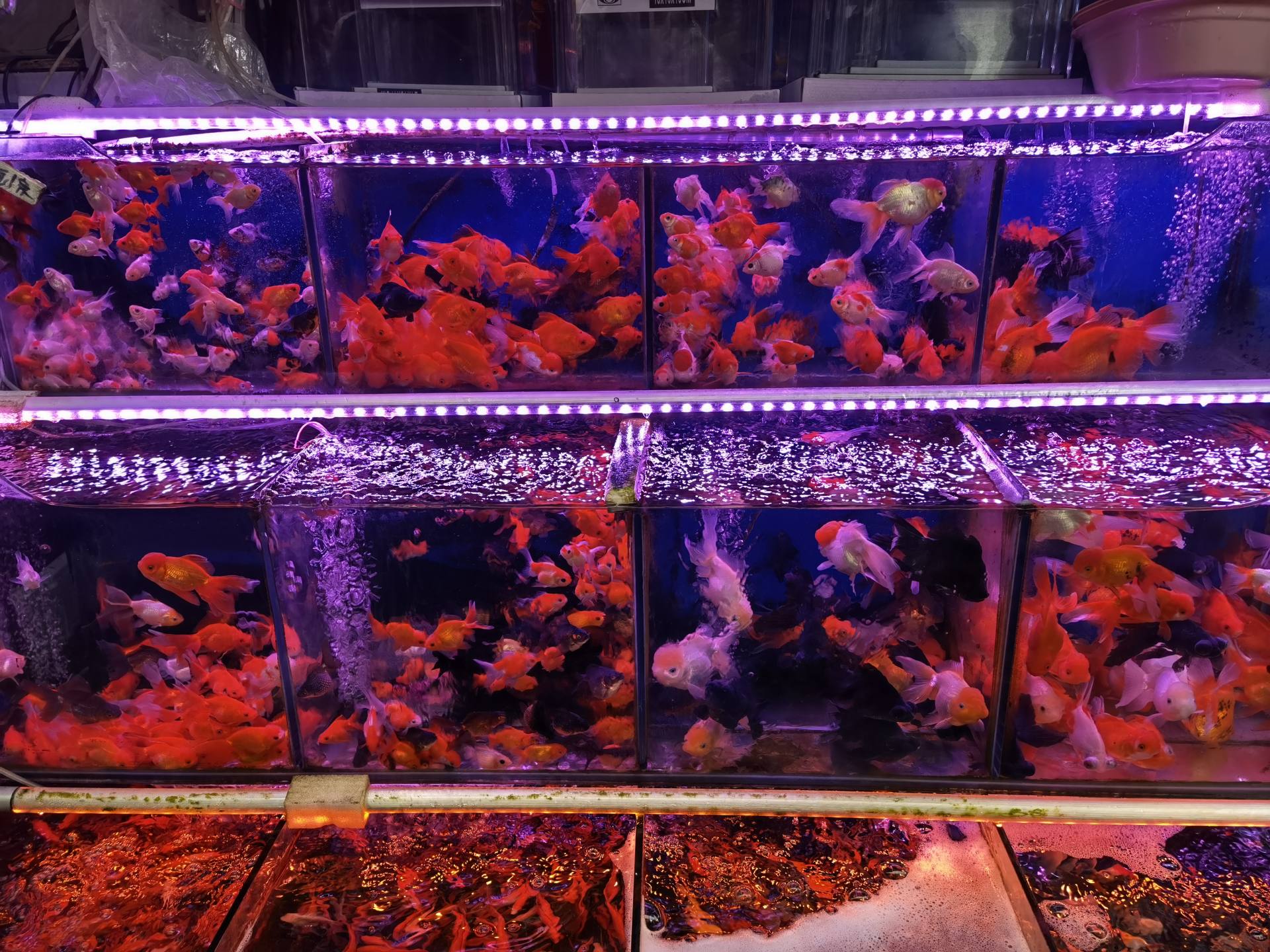 金鱼在国外泛滥成灾,中国金鱼在国外