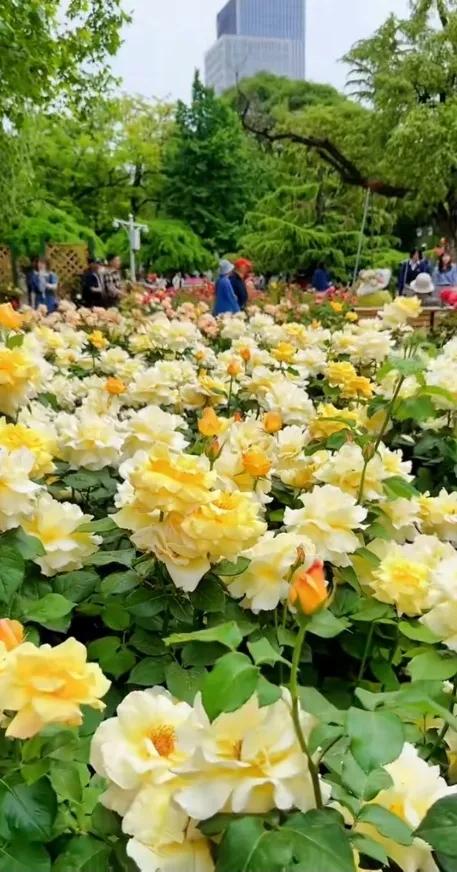 公园里的花真美啊图片,公园里的花真美啊的拼音