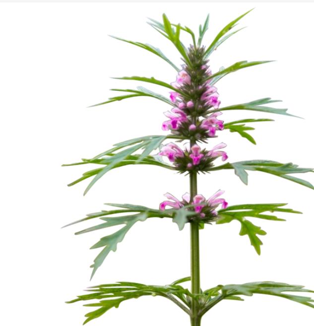 查找益母草有什么药用价值,吃野生益母草是帮助女性什么作用