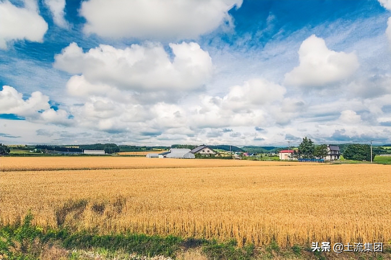 农村合作社补贴政策2022,2022小麦补贴每亩多少钱