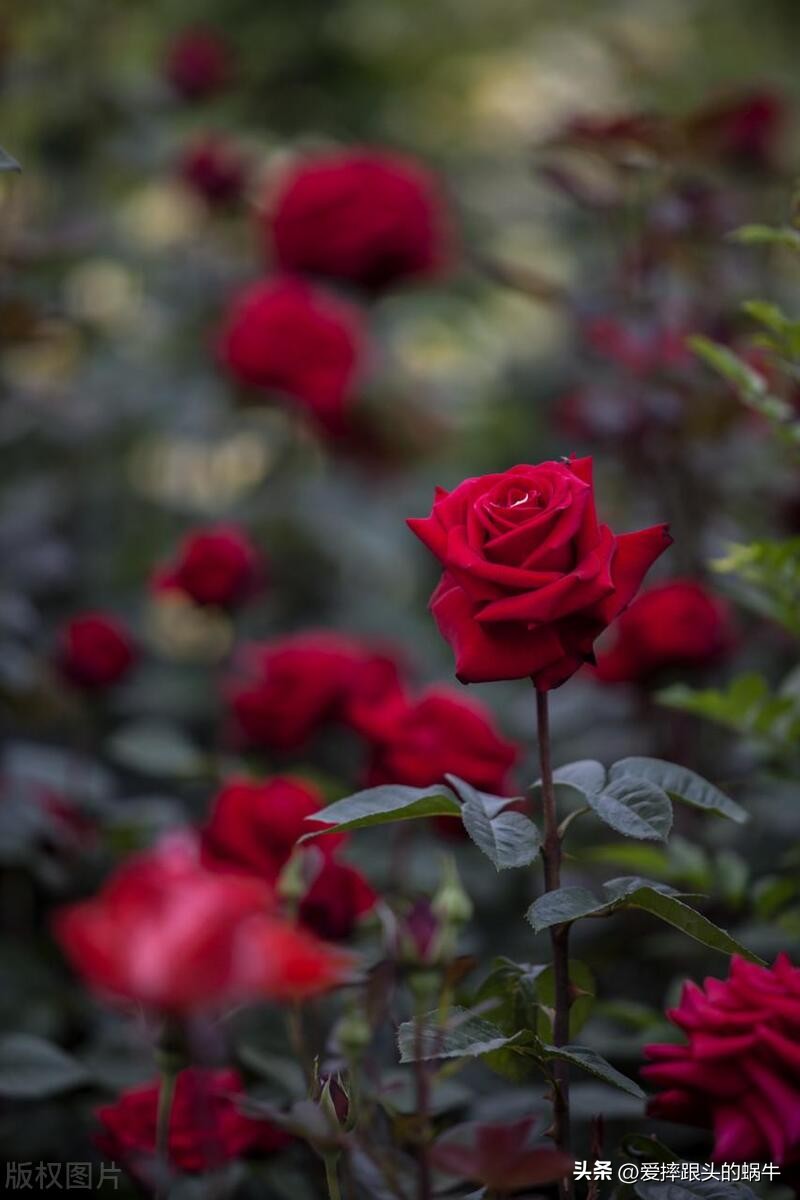 生如夏花灿烂的时候,生如夏花绚烂绽放歌曲视频