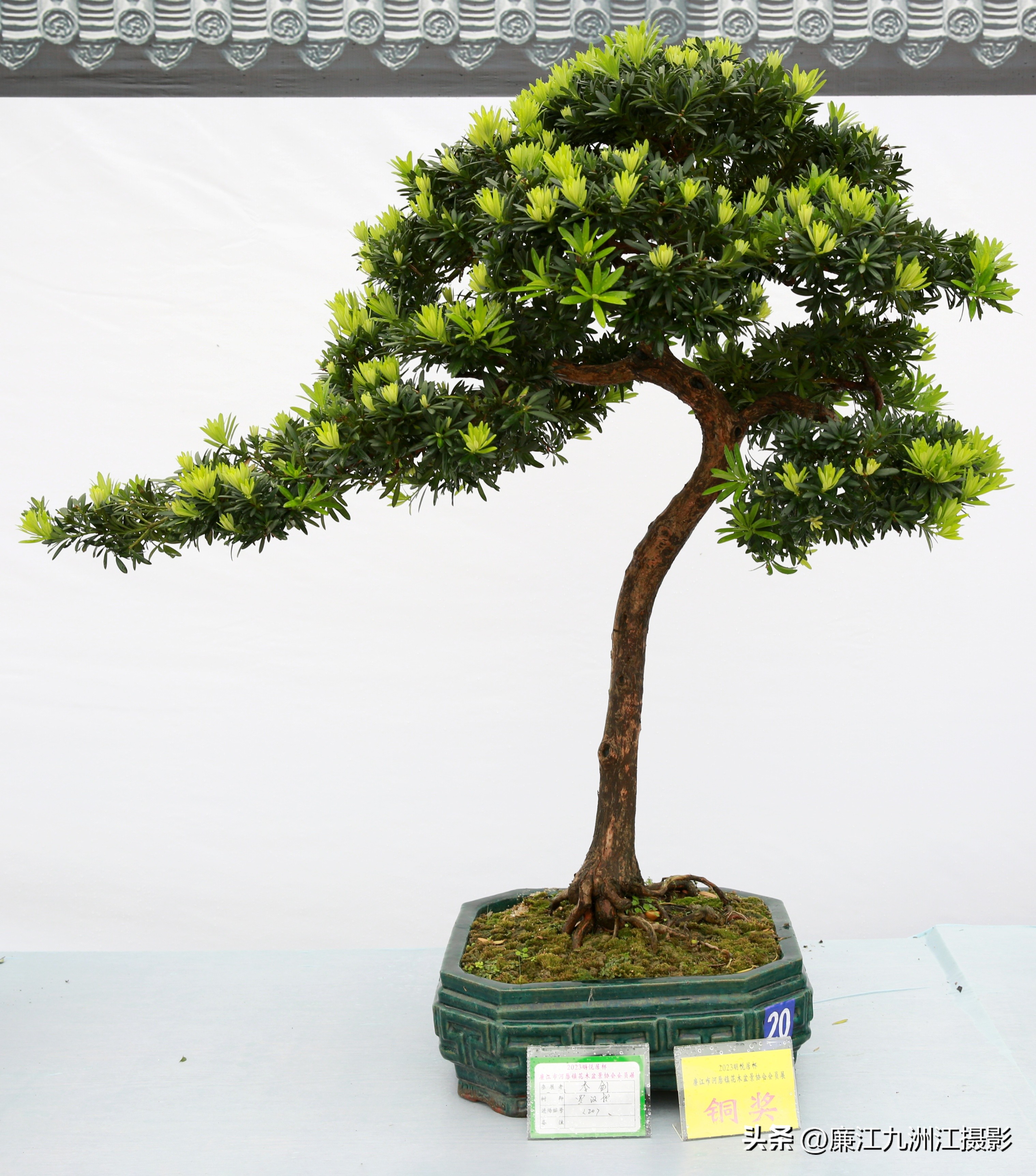 最高端的盆景展,一场惊艳的盆景展