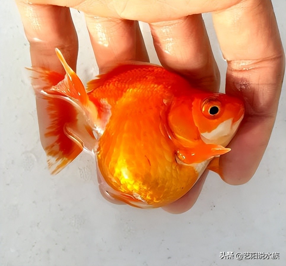 什么金鱼适合新手养的,新手比较适合养的金鱼