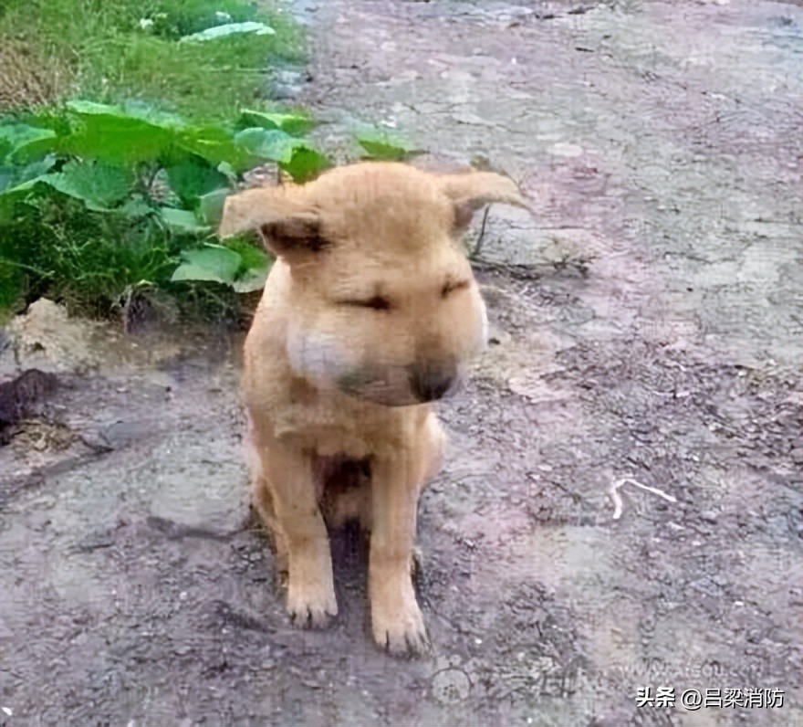 马蜂窝最佳驱蜂方法,马蜂窝的正确驱蜂方法