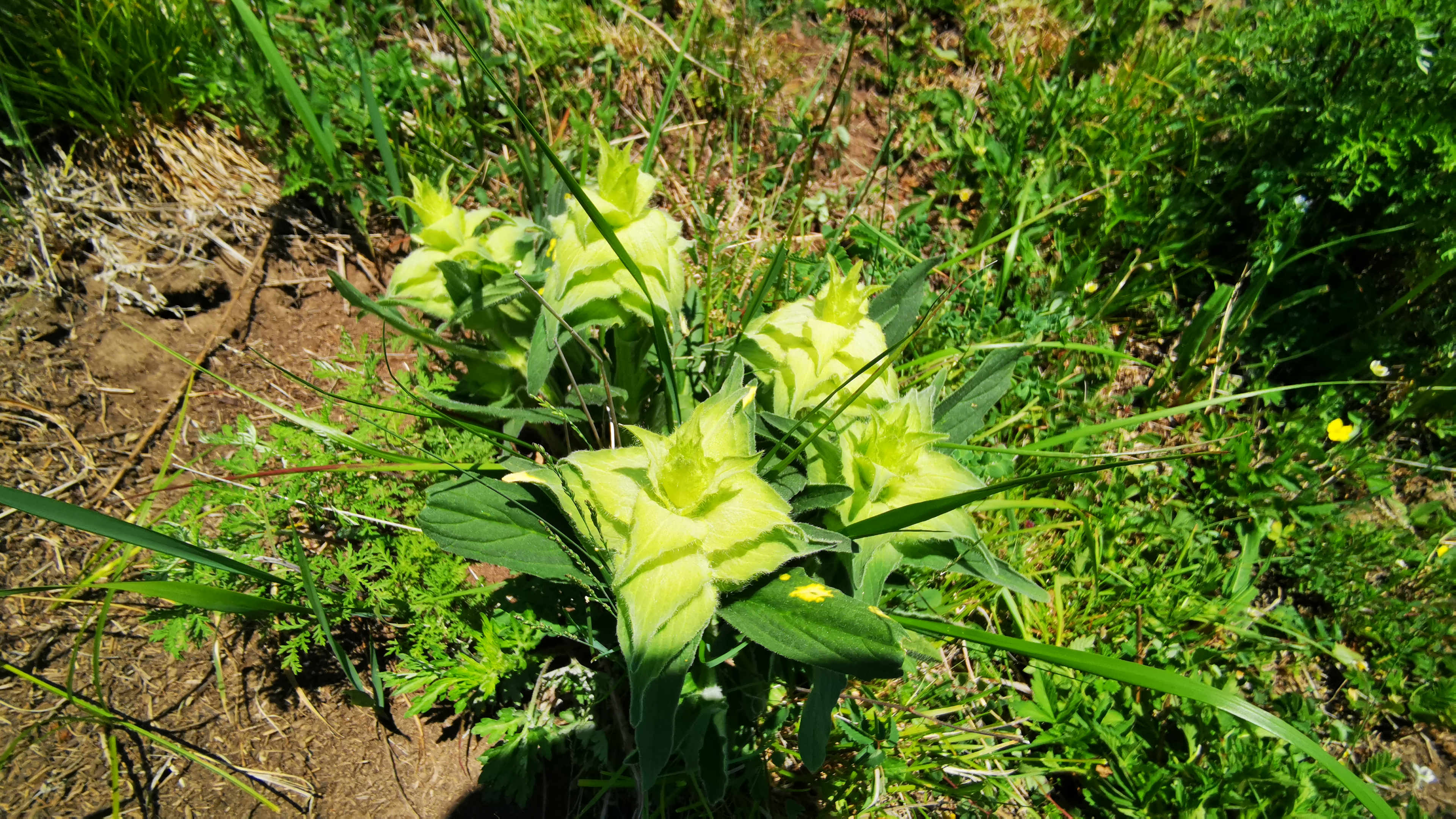 五台山最新信息端午,端午节在五台山