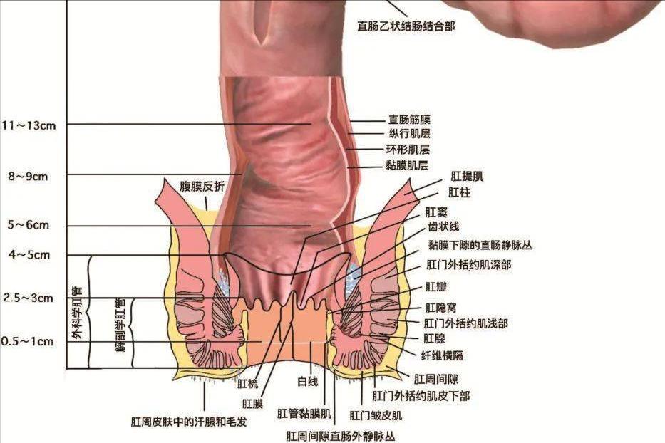 针刀治疗肛裂,有什么生肌药治疗肛裂