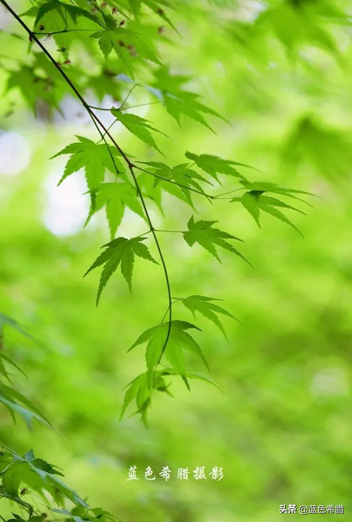 人间四月天桃红柳绿雪纷飞,人间四月天花红草绿