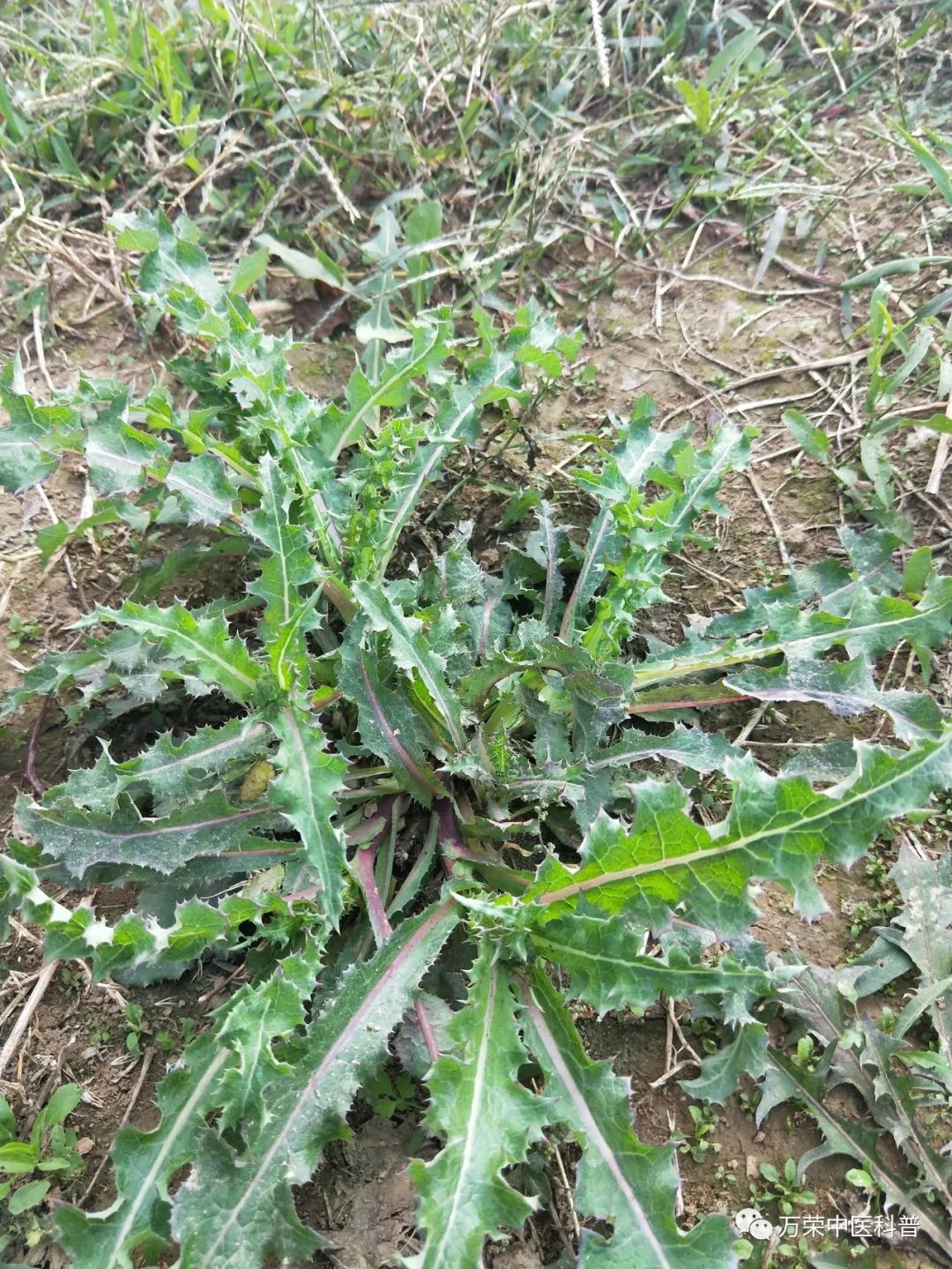 植物幼苗的发展过程详细,植物的幼苗在生长过程中