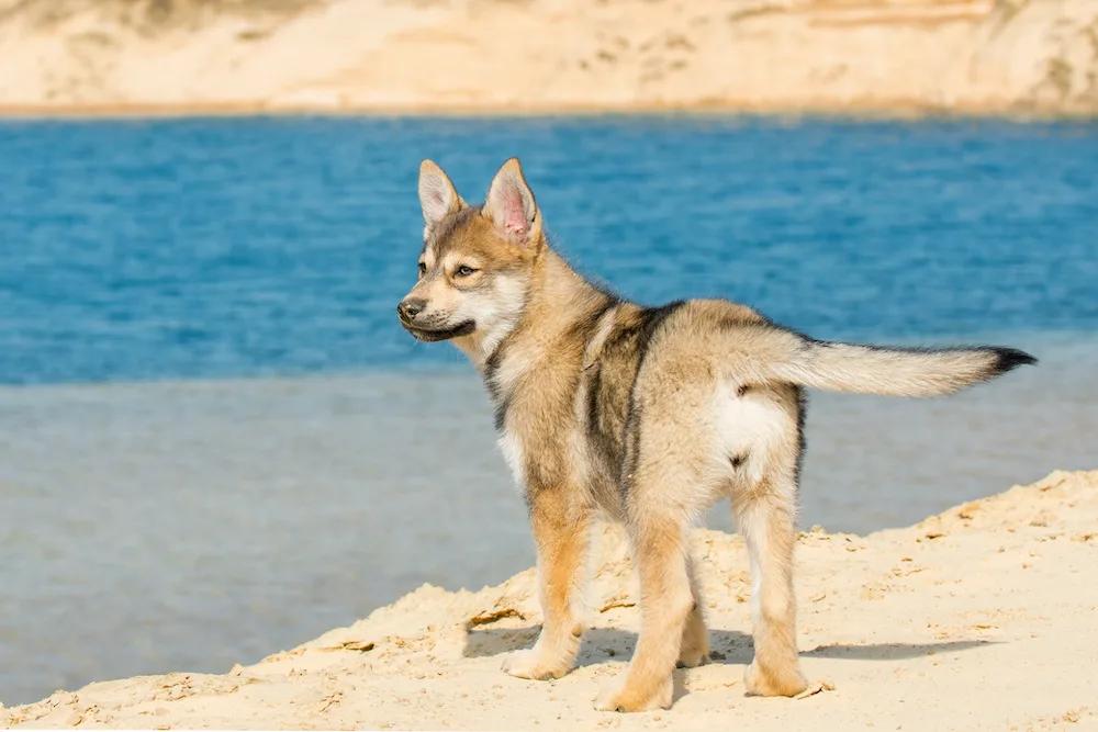 苏联红狼犬品种,短毛黑红狼犬品种