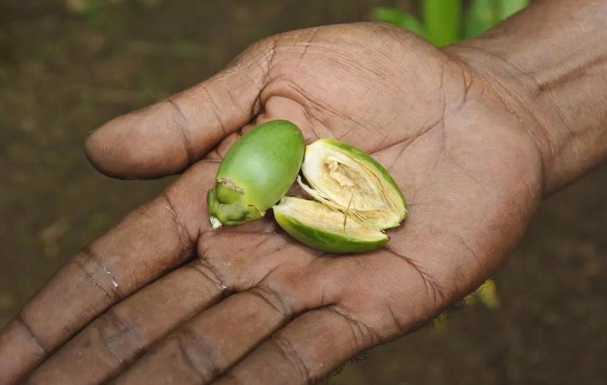 槟榔为什么像木头一样,吃槟榔就跟吃木头渣子似的