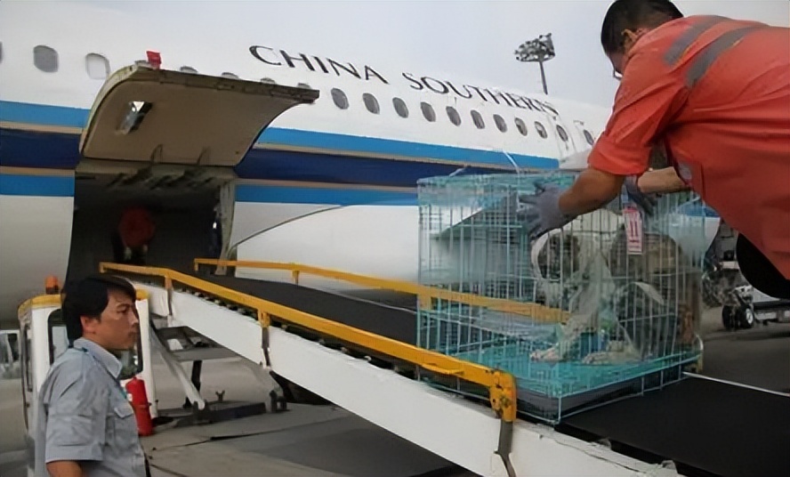 长途搬家宠物怎么带,长途搬家带宠物攻略