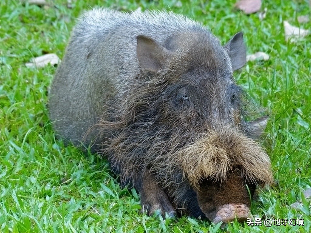 十大深海神秘巨型生物图片,天空拍到的像水母生物图