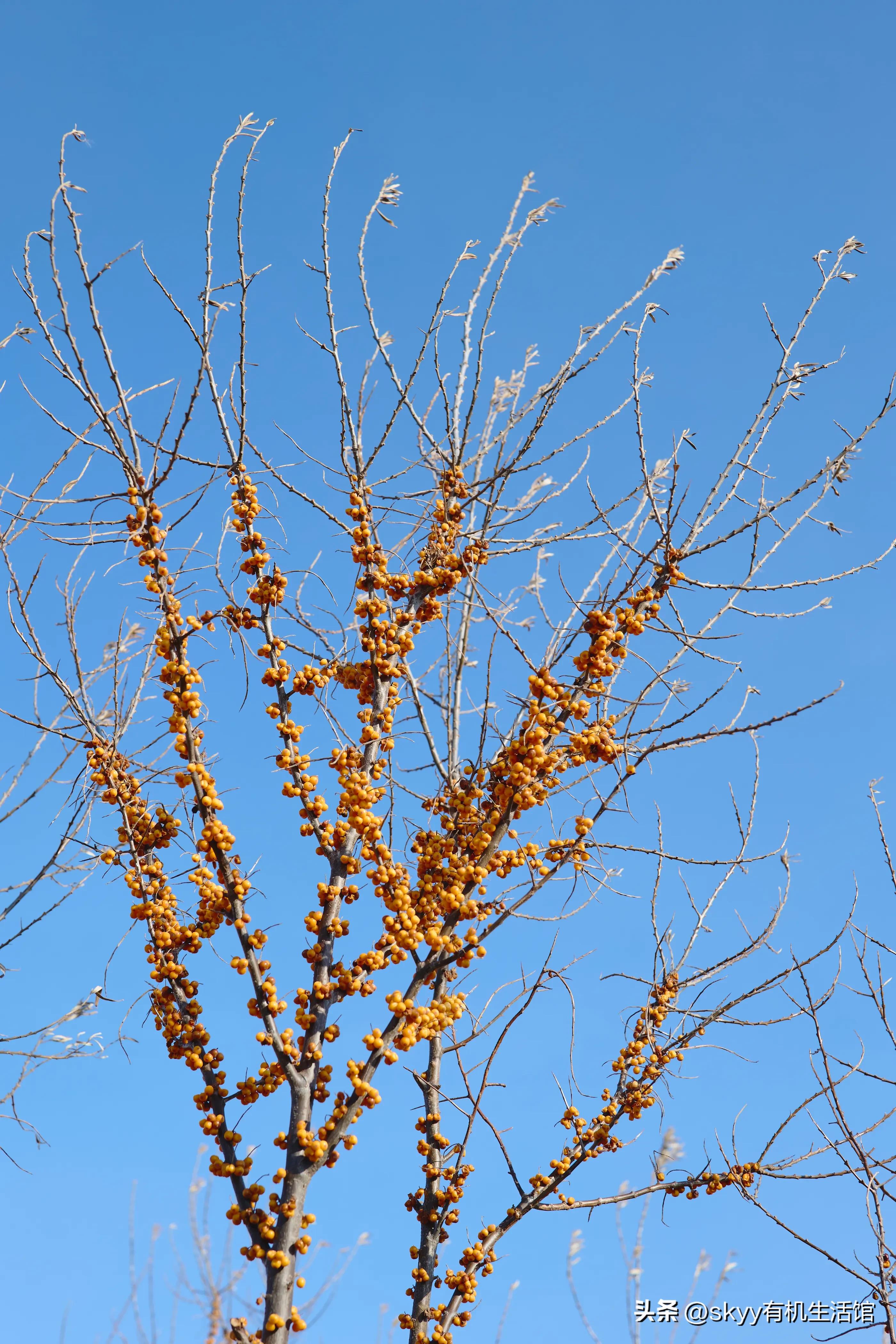 有机沙棘原浆多少钱,有机沙棘原浆推荐哪家