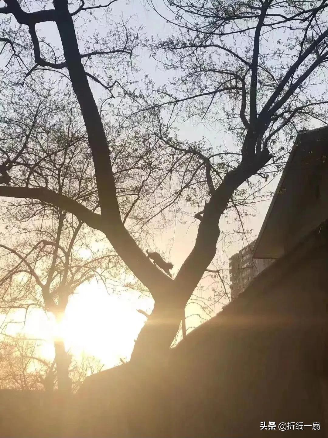 主人核酸阳性宠物怎么处理,主人阳性宠物会怎么处理