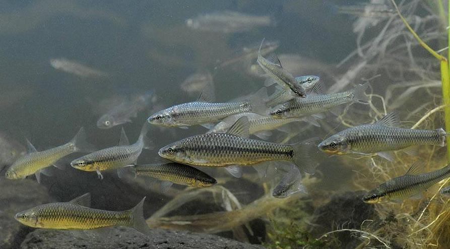 麦穗鱼养殖方法与养殖技巧,麦穗鱼如何规模化繁殖