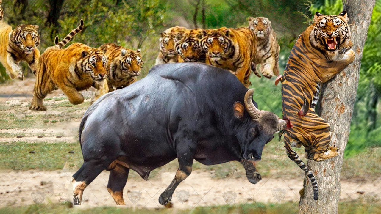 小奶猫老虎vs狮子,老虎和狮子谁是猫科一哥