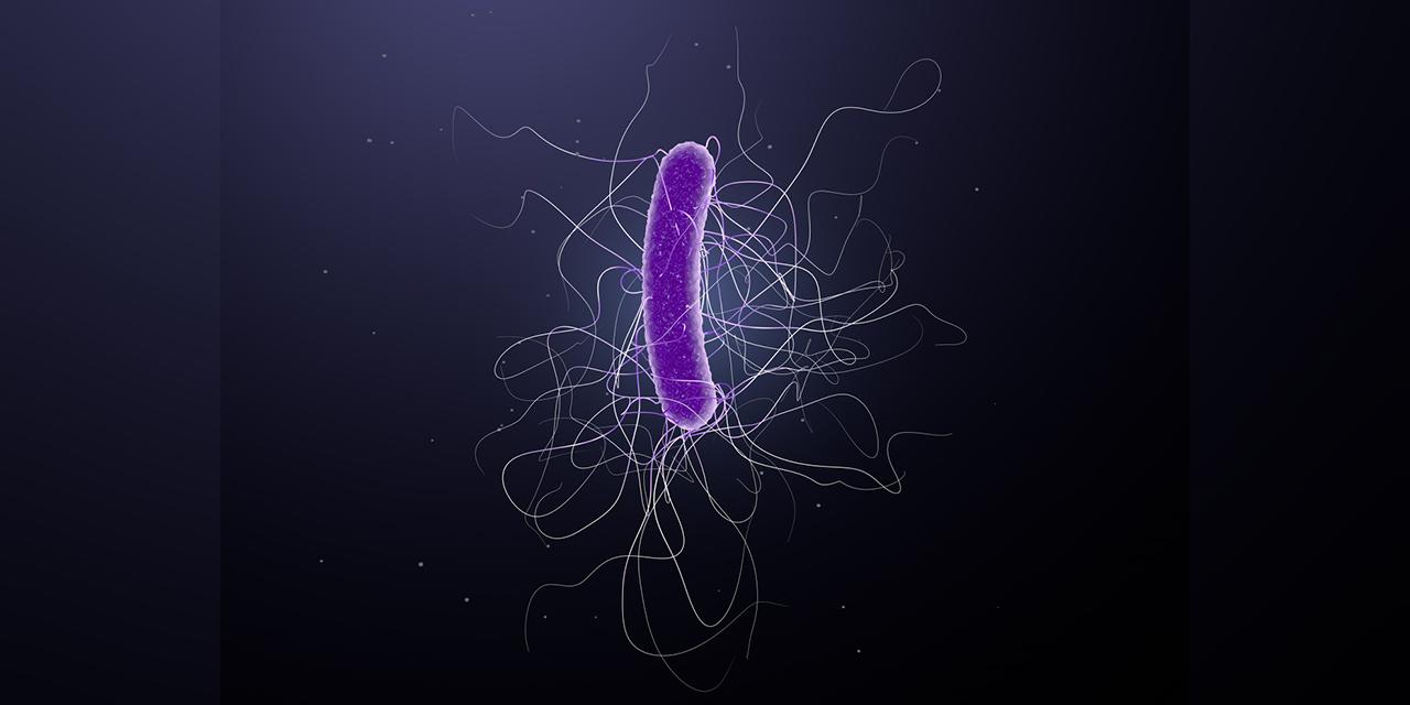 大肠埃希菌属于什么耐药菌 (大肠埃希菌的感染方式)