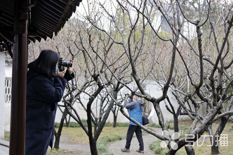 苏州人最钟情的赏梅圣地开花啦,中国赏梅好去处苏州赏梅花