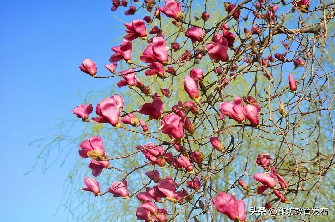 美！潍坊校园春景强势来袭