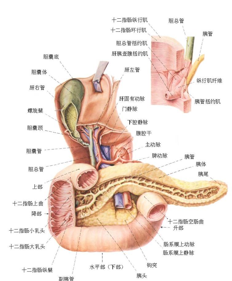 睡觉流口水要警惕四种疾病,睡觉流口水是什么病的前兆