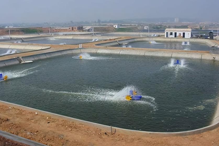 养鱼老板靠什么赚钱,一个养鱼池怎样经营才能挣到钱