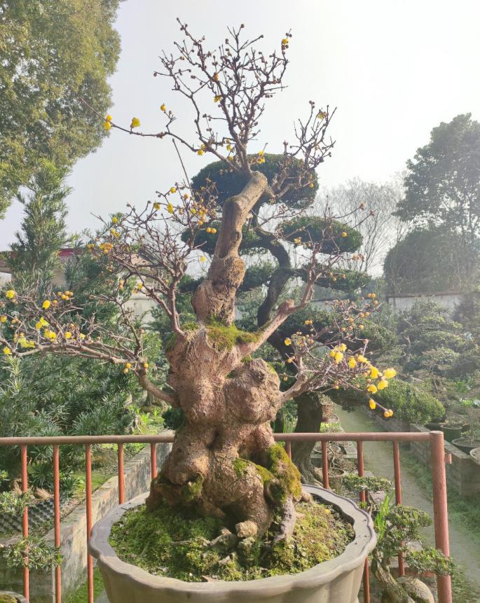 腊梅盆栽怎样装饰好看,腊梅夏季搭配什么盆栽好