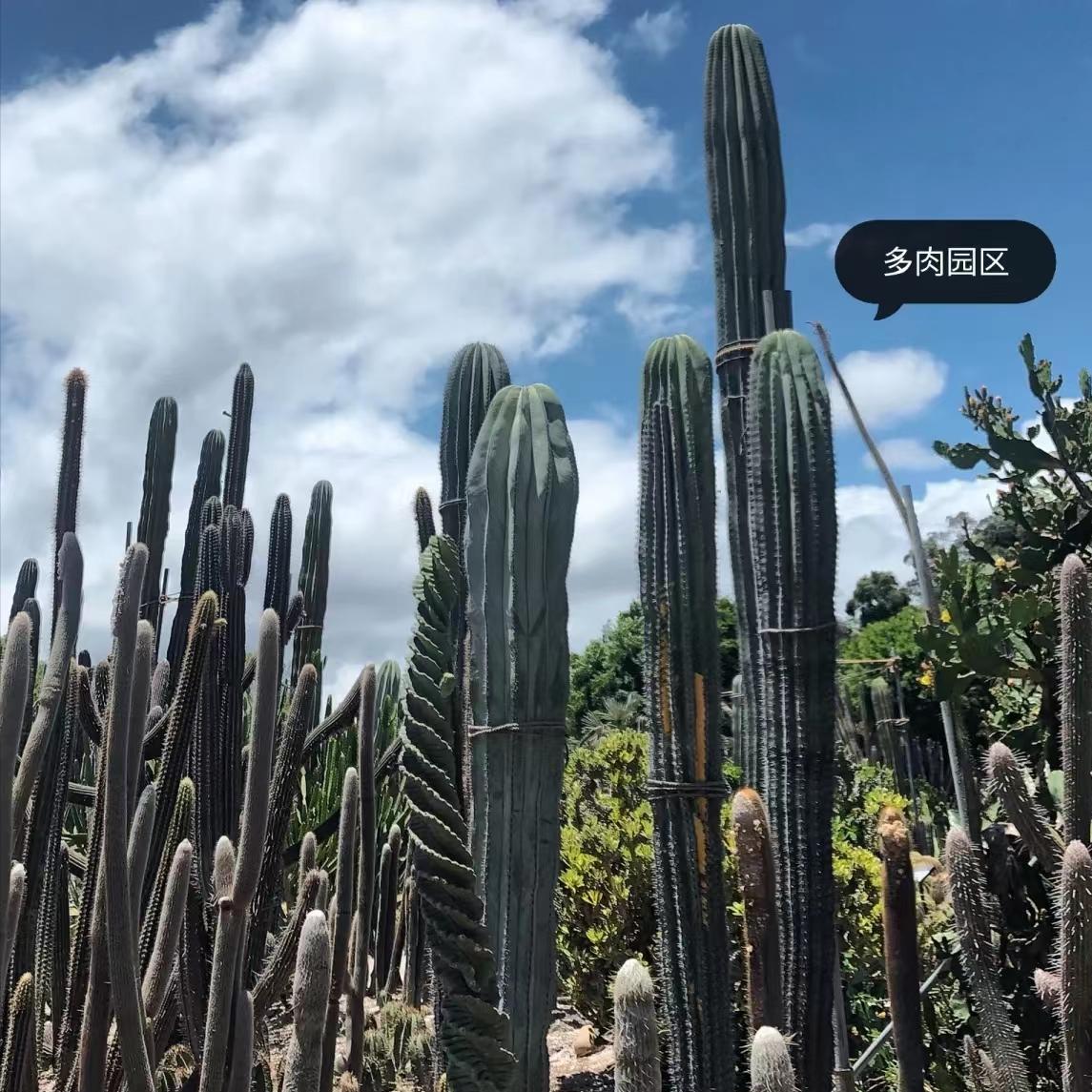 来厦门旅游有什么注意事项,来厦门旅游需要注意什么事项呢