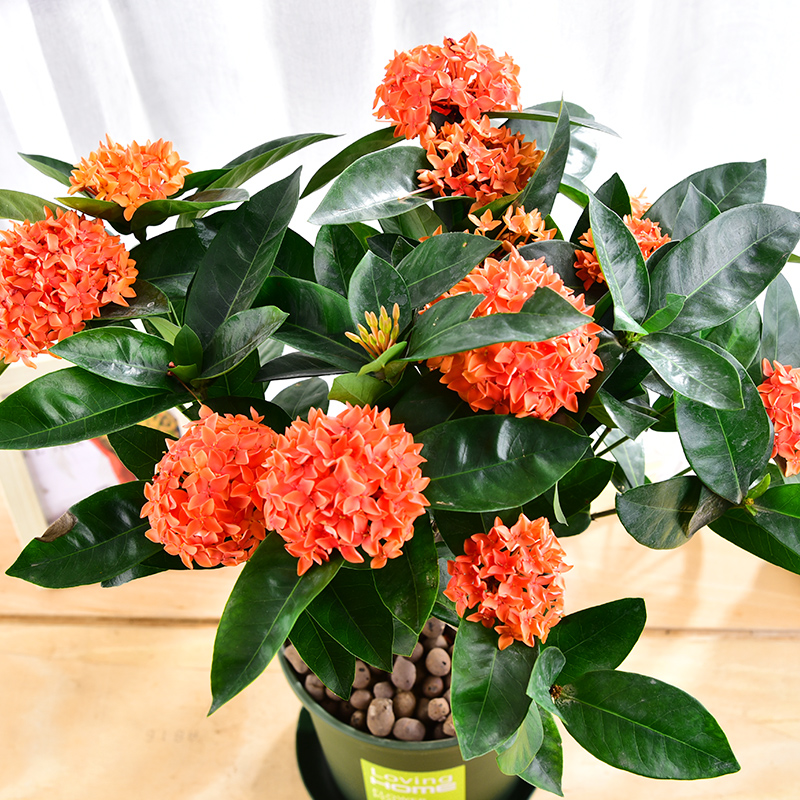 百花齐放春意浓群芳争艳,百花齐放喜迎新春