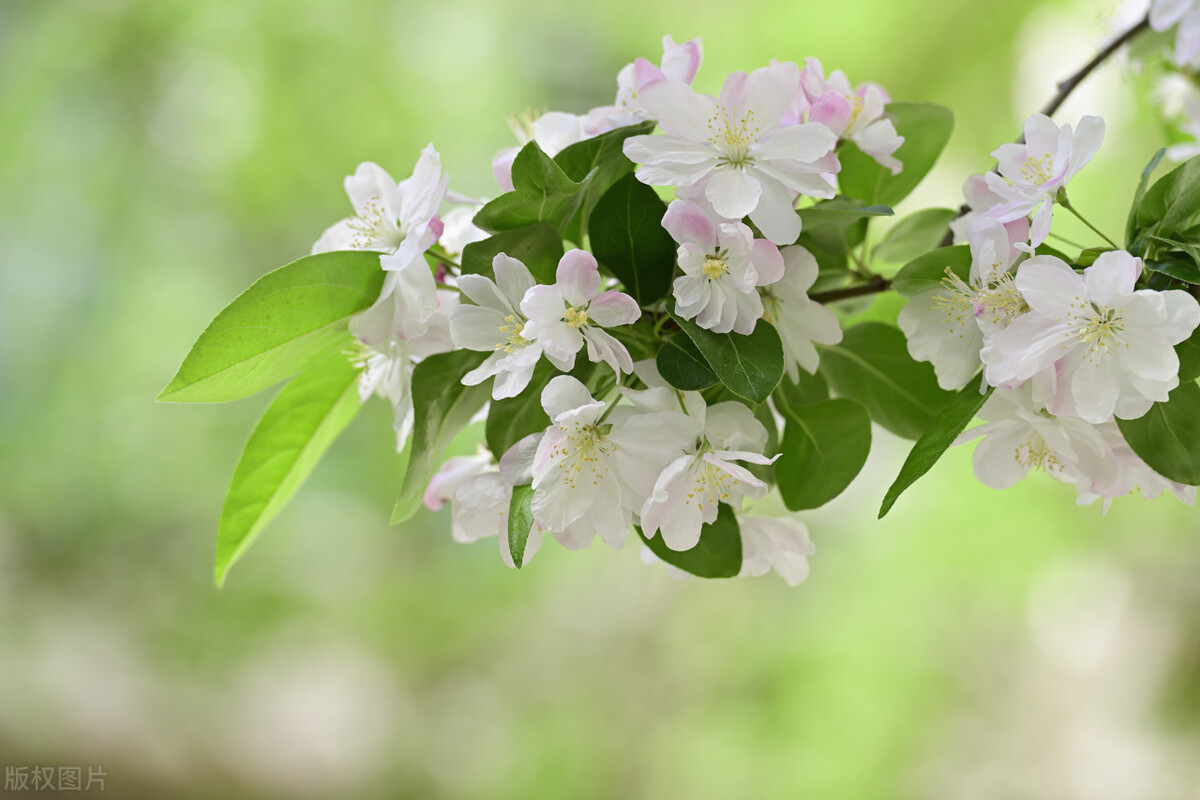 散文芳菲四月,四月芳菲尽的唯美散文诗