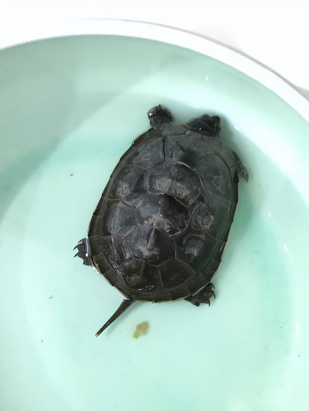 养龟必备的十大药,养龟知识100条解决养龟常见问题