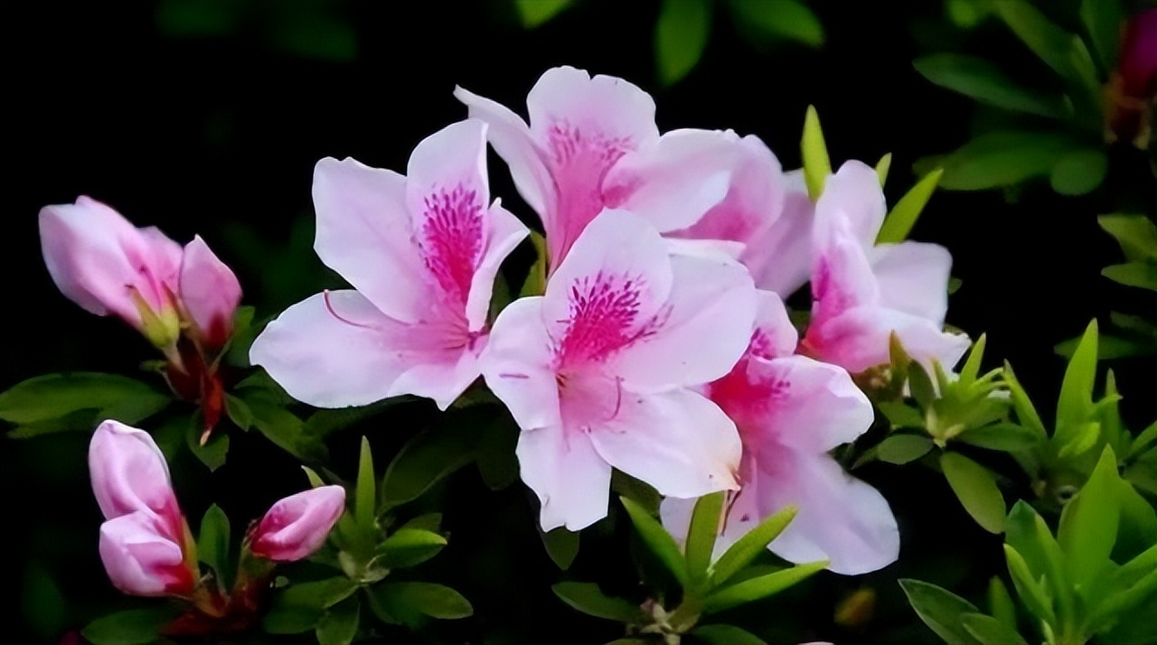 中国十大名花排行榜及图片,中国十大名花明细