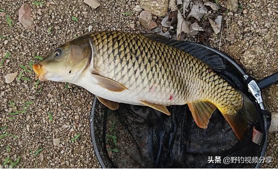 夏季野钓，雨天就是“爆护天”！但有“3不钓”，否则空军已注定