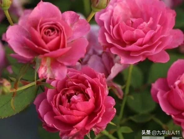 大花浓香勤花的月季品种,大花月季品种介绍大全图片及价格