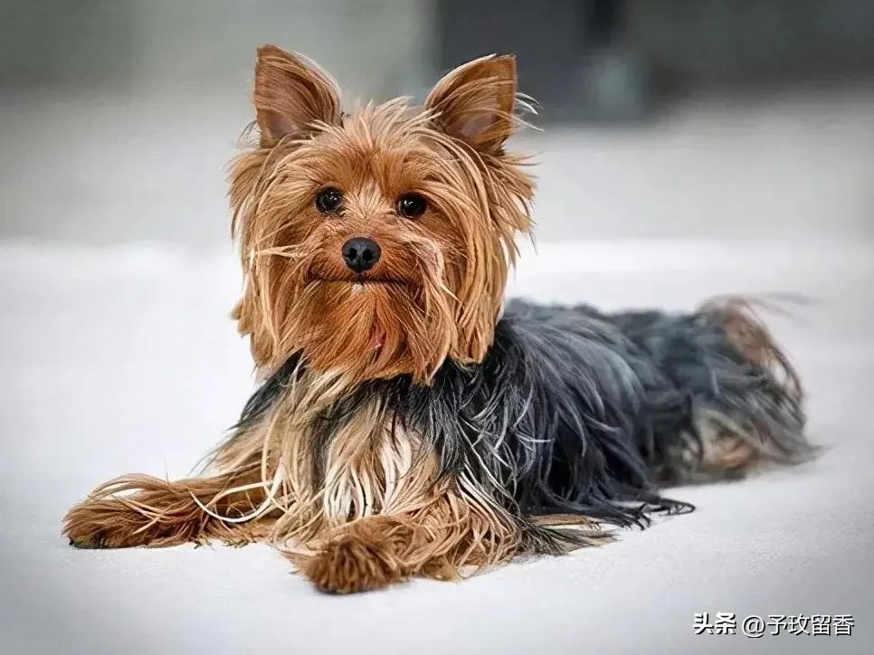 狗的种类常见宠物狗的品种及特点,宠物狗种类及特点